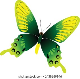 butterfly isolated on white background. illustration vector