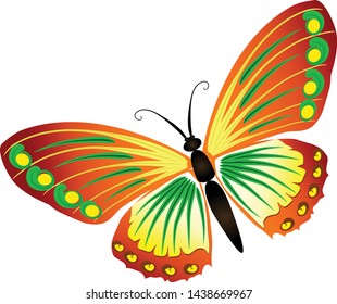 butterfly isolated on white background. illustration vector