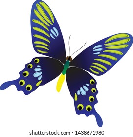 butterfly isolated on white background. illustration vector