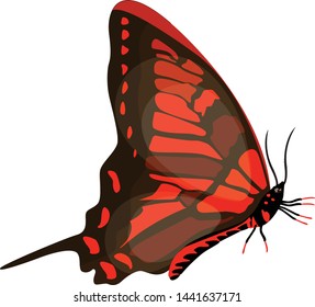 Butterfly isolated on white background. illustration vector