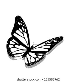 butterfly, isolated on white background 
