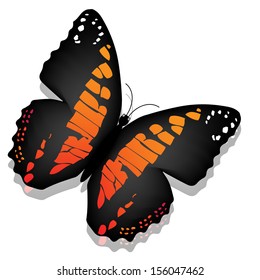 Butterfly, isolated on white background 