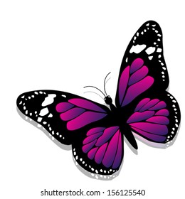 Butterfly, isolated on white background 