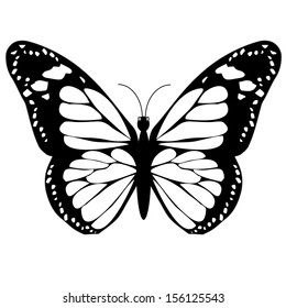 Butterfly, isolated on white background