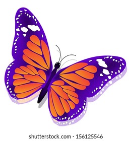 Butterfly, isolated on white background 