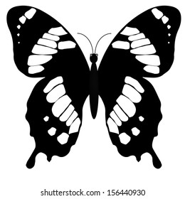 Butterfly, isolated on white background 