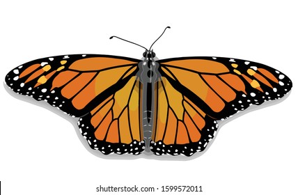 butterfly isolated on white background.