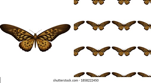 A butterfly isolated on white background and butterfly seamless illustration