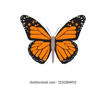 Butterfly Isolated On White Background