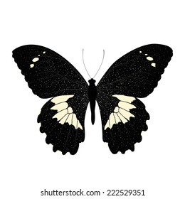 Butterfly isolated on white background. Vector EPS10.