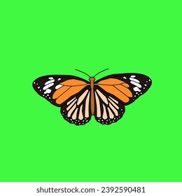 butterfly isolated on white background
