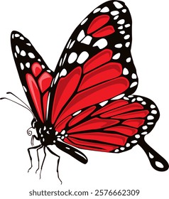 butterfly isolated on white background.The butterfly spreads its wings. vector