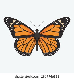 butterfly isolated on white background