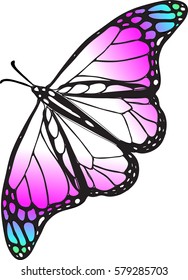 Butterfly isolated on white background