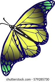 Butterfly isolated on white background
