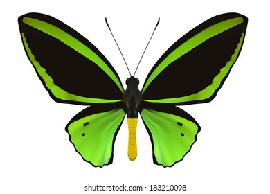 Butterfly isolated on white. Vector Illustration
