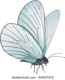 Butterfly isolated on white, vector illustration, eps-10