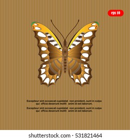 Butterfly isolated, vector illustration