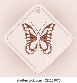 Butterfly isolated, vector illustration