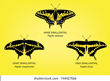 Butterfly King Swallowtail Set Vector Illustration