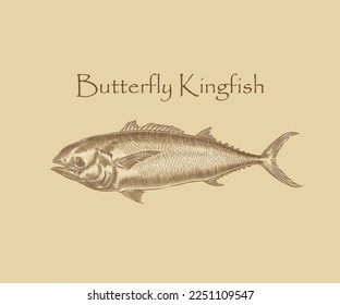 Butterfly kingfish illustration with highlights and details in engraving style.