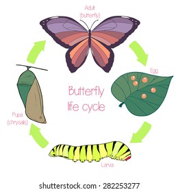 Butterfly Life Cycle Stock Vector (Royalty Free) 282253277 | Shutterstock