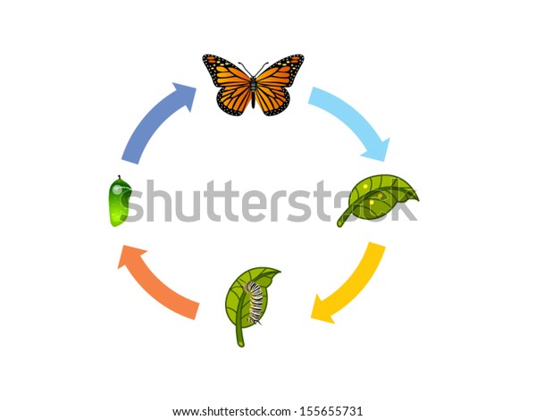 butterfly circle of life