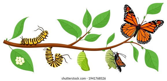 Butterfly life cycle. Cartoon caterpillar insects metamorphosis, eggs, larva, pupa, imago stages vector illustration. Insects wildlife transformation