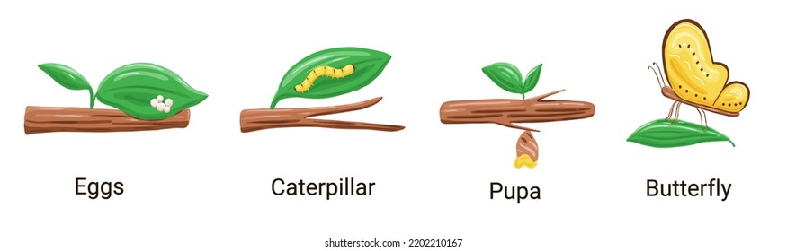 Butterfly life cycle cartoon style. Vector biology illustration