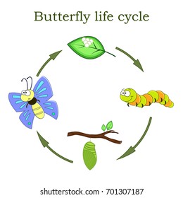 Butterfly life cycle in a cartoon style. Vector illustration. Children education.