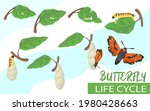 Butterfly life cycle cartoon vector illustration. Tiny larva eating leaf, becoming chrysalis, caterpillar and beautiful moth. Transformation, rebirth, development, life stage concept for banner design