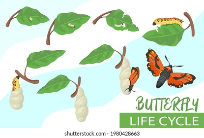 Butterfly Life Cycle Cartoon Vector Illustration. Tiny Larva Eating Leaf, Becoming Chrysalis, Caterpillar And Beautiful Moth. Transformation, Rebirth, Development, Life Stage Concept For Banner Design