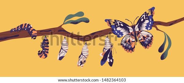 蝶のライフサイクル 毛虫 幼虫 蛹 イマゴのエクロジョン 翼を持つ昆虫の変態 成長 変態の段階を木の枝に描く 平らなカートーンのカラフルなベクター イラスト のベクター画像素材 ロイヤリティフリー