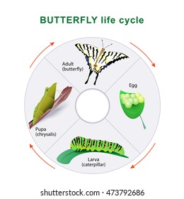 Butterfly Life Cycle Caterpillar Butterfly Metamorphosis Stock Vector ...