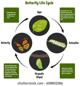 Butterfly Life Cycle Diagram with all stages including eggs caterpillar chrysalis pupa adult butterfly simple useful chart for biology science education