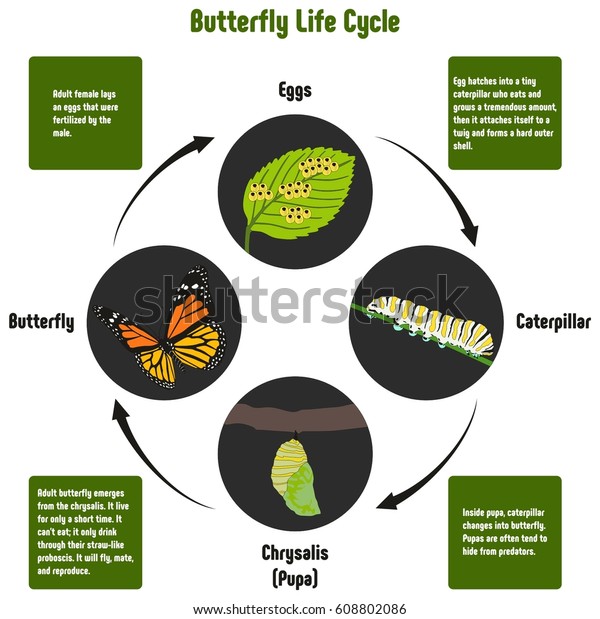 Butterfly Life Cycle Diagram All Stages Stock Vector