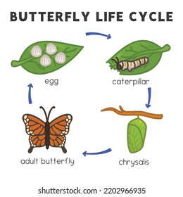 Butterfly Life Cycle Diagram Chart Science Stock Vector (Royalty Free ...