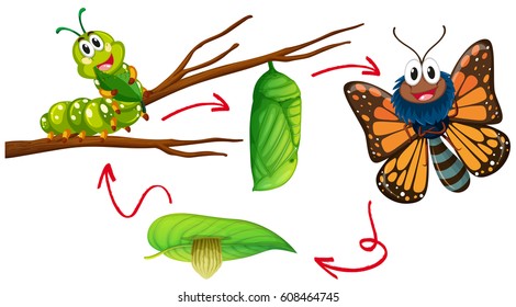 3,139 Mammal life cycle Images, Stock Photos & Vectors | Shutterstock