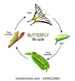 butterfly life cycle from eggs and Larva (caterpillar) to Pupa (chrysalis) and Imago. Vector diagram for educational, science, and biological use