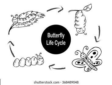 Butterfly life cycle. Hand drawing illustration.