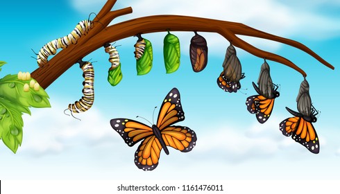 A butterfly life cycle illustration