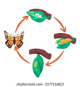 Transformación de la ilustración del ciclo de vida de la mariposa a partir del diagrama del proceso del cocoón de la larva del huevo