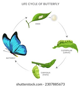 Butterfly life cycle includes egg, caterpillar, pupa, and adult stages, undergoing metamorphosis from a crawling larva to a flying beauty.