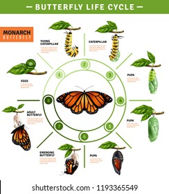 Butterfly life cycle infographics layout  illustrated developing stage of monarch species from eggs to emerging vector illustration 