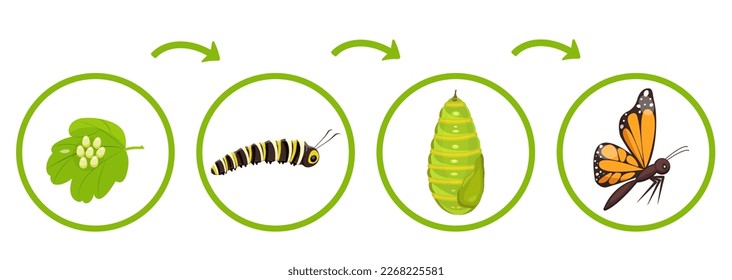 Ciclo de vida de la mariposa. Infografía de la transformación de la oruga del capuchón. Ilustración vectorial de la metamorfosis de insectos a partir de huevos.