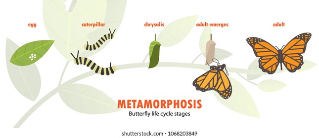 butterfly life cycle metamorphosis