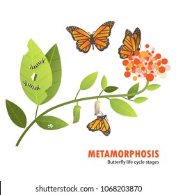 butterfly life cycle metamorphosis