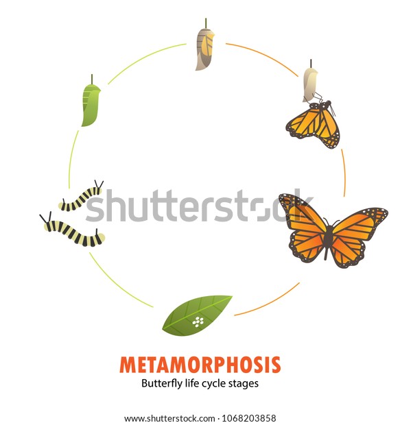 Download Butterfly Life Cycle Metamorphosis Stock Vector Royalty Free 1068203858