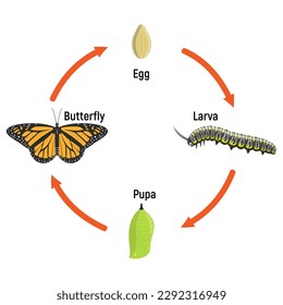 Butterfly life cycle metamorphosis, vector illustration