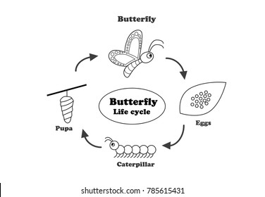 Butterfly life cycle in outline style for coloring , vector